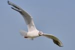 White Seagull In Flight Stock Photo