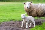 Mother Sheep And Newborn Lamb In Meadow During  Spring Stock Photo