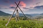 Scarecrow Stock Photo