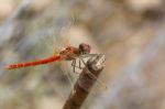 Red Dragonfly Stock Photo