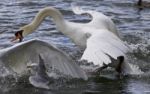 Amazing Expressive Picture With The Swans And A Gull Stock Photo