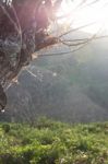 Forest Trees And The Cobweb With Sunlight Stock Photo