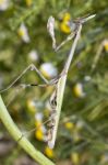 Empusa Pennata Stock Photo