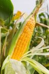 Corn Stock Photo