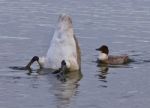 Isolated Image Of A Swan Upside-down And A Crazy Duck Stock Photo