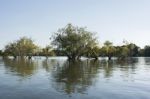 Aquatic Plants Stock Photo