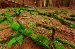 Green Moss Coats A Deadfall In Scottish Conifer Forest Stock Photo