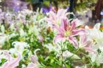 Lily Flowers Blooming Stock Photo