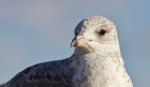 Amazing Isolated Photo Of A Beautiful Gull Stock Photo