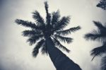 Palm Trees Silhouettes On The Beach On A Cloudy Day Stock Photo