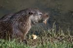 Eurasian Otter (lutra Lutra) In Natural Habitat Stock Photo