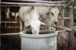 Cows In Cowshed Stock Photo