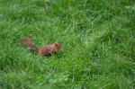 Eurasian Red Squirrel (sciurus Vulgaris) Stock Photo