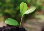 Green Plant Stock Photo