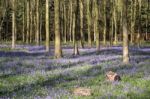 Bluebells In Wepham Wood Stock Photo