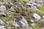 Common Buzzard (buteo Buteo) Stock Photo