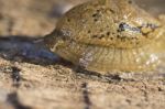 Parmacella Valenciennii Slug Stock Photo