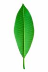 Green Leaf Stock Photo