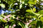 Guava Tree Leaves Stock Photo