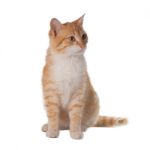 Cat On White Background Stock Photo