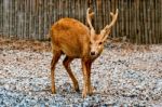 The Deer In Zoo Stock Photo