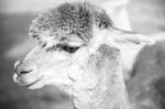 Alpaca In A Field. Black And White  Stock Photo