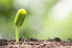 Seed On Soil And Sunlight In Morning New Life Start Concept Stock Photo