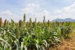 Sorghum Field Stock Photo