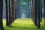 Pathway With Trees Stock Photo