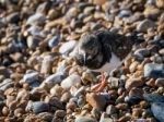 Ruddy Turnstone (arenaria Interpres) On The Beach In Hastings Stock Photo