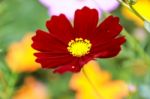 Colorful Cosmos Flower Blooming In The Field Stock Photo