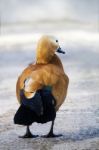 Ruddy Shelduck (tadorna Ferruginea) Stock Photo