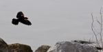 Beautiful Background With The Flying Blackbird, The Rocks And Water Stock Photo