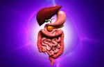 Human Digestive System Stock Photo