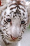 Baby White Tiger Stock Photo