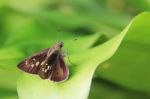 Butterfly Or Lesser Rice Swift Stock Photo