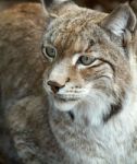 Lynx Cat Stock Photo