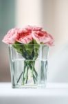 Carnation Flowers Stock Photo