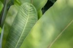 Green Lotus Leaf In Summer Day Stock Photo