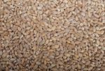 Organic Wheat Grains Stock Photo