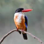 Black-capped Kingfisher Stock Photo