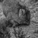 Adorable Large Wombat During The Day Looking For Grass To Eat Stock Photo