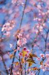 Wild Himalayan Cherry Stock Photo