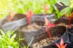 Planted In Plastic Bags At Garden Stock Photo