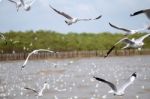 Flying Seagulls In Action At Bangpoo Stock Photo