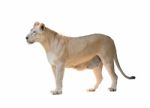 Female Lion Isolated Stock Photo