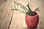 Bunch Of Snowdrop Flowers Stock Photo