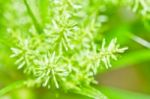 Grass Inflorescence Close Up Stock Photo