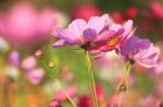 Flowers With Blue Sky Stock Photo