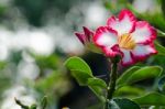  Azalea Flowers Blooming White Color Phu Echea Guard And Sun Stock Photo